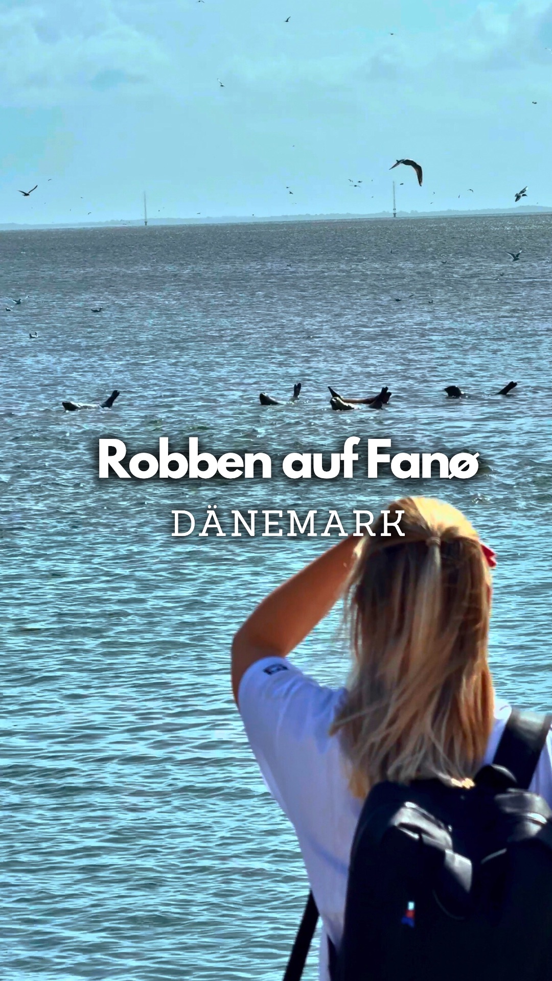 Robben auf Fanø